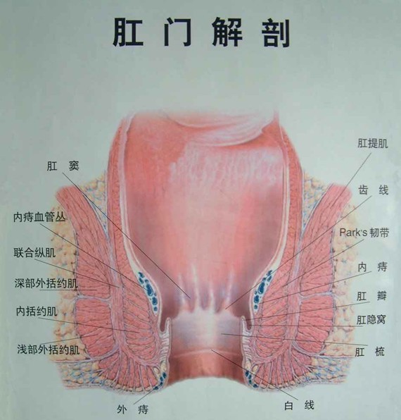 肛门湿疹临床症状有哪些